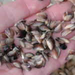 zebra_mussels