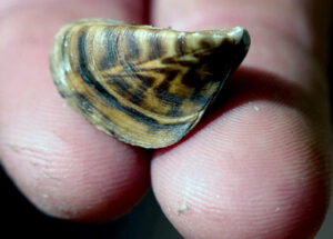 Zebra mussels are small