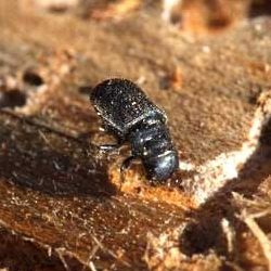 bark-beetle